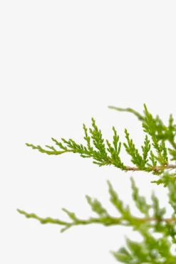 Sargent Juniper -The Tree Center Sargent Juniper 3G 02 copy 600x900 1