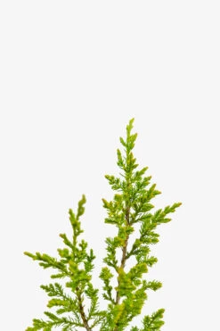 Sargent Juniper -The Tree Center Sargent Juniper 3G 03 copy 600x900 1