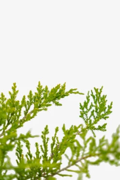 Sargent Juniper -The Tree Center Sargent Juniper 3G 04 copy 600x900 1