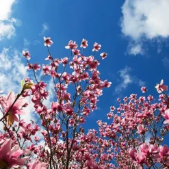 Saucer Magnolia -The Tree Center Saucer Magnolia 3 copy jpg webp