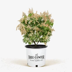 Scarlet O'Hara Pieris -The Tree Center Scarlet O Hara Pieris 5G 01 600x600 1