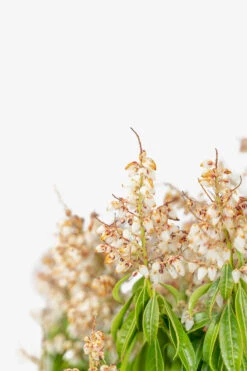 Scarlet O'Hara Pieris -The Tree Center Scarlet O Hara Pieris 5G 02 copy 600x900 1