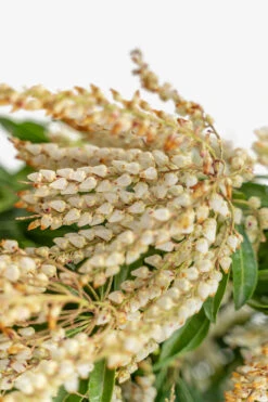 Scarlet O'Hara Pieris -The Tree Center Scarlet O Hara Pieris 5G 05 copy 600x900 1