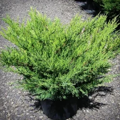 Sea Green Juniper 6 Sea Green Juniper -The Tree Center Sea Green Juniper 1 copy jpg webp