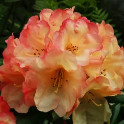 Seaview Sunset Rhododendron -The Tree Center Seaview Sunset Rhododendron 1 copy 600x600 1