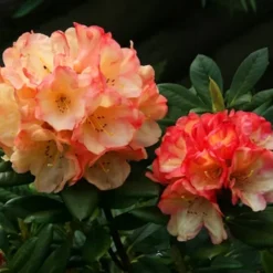 Seaview Sunset Rhododendron -The Tree Center Seaview Sunset Rhododendron 3 copy jpg