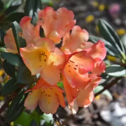 Seaview Sunset Rhododendron