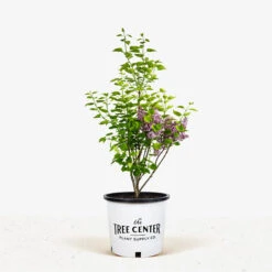 Sensation Lilac -The Tree Center Sensation Lilac 5G 01.1 600x600 1