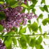 Sensation Lilac