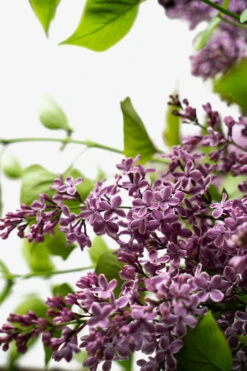 Sensation Lilac -The Tree Center Sensation Lilac 5G 04 600x900 1