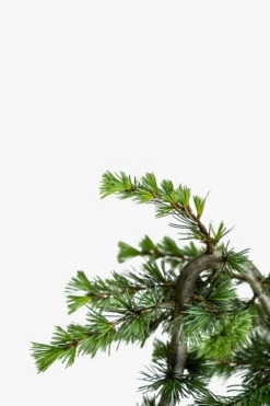 Serpentine Blue Atlas Cedar -The Tree Center Sepentine Blue Atlas Cedar 5G 02 600x900 1