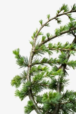 Serpentine Blue Atlas Cedar -The Tree Center Sepentine Blue Atlas Cedar 5G 04 600x900 1