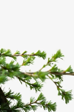 Serpentine Blue Atlas Cedar -The Tree Center Sepentine Blue Atlas Cedar 5G 05 600x900 1