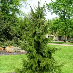 Serbian Spruce -The Tree Center Serbian Spruce 2 copy jpg