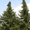 Serbian Spruce