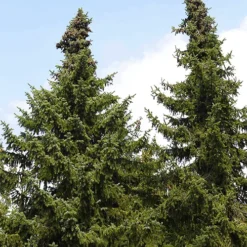 Serbian Spruce