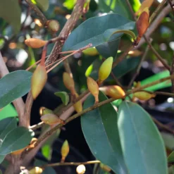 Serendipity Magnolia -The Tree Center SerendipityMagnolia11 600x600 1