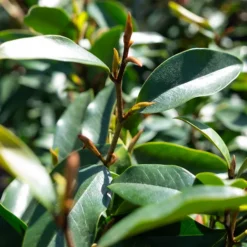 Serendipity Magnolia -The Tree Center SerendipityMagnolia4 600x600 1