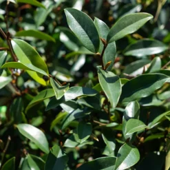 Serendipity Magnolia -The Tree Center SerendipityMagnolia6 600x600 1