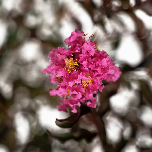 Shell Pink Black Diamond Crape Myrtle 4 Shell Pink Black Diamond Crape Myrtle - Image 4