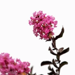 Shell Pink Black Diamond Crape Myrtle 7 Shell Pink Black Diamond Crape Myrtle -The Tree Center Shell Pink Black Diamond Crape Mrytle 7G 06 copy 2 600x600 1