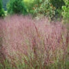 Shenandoah Switch Grass