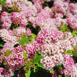 Shirobana Spirea -The Tree Center Shirobana Spirea 1 copy jpg