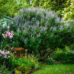 Shoal Creek Chaste Tree 6 Shoal Creek Chaste Tree -The Tree Center Shoal Creek Chaste Tree 1 copy 600x600 1