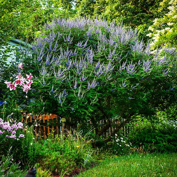 Shoal Creek Chaste Tree 3 Shoal Creek Chaste Tree - Image 3