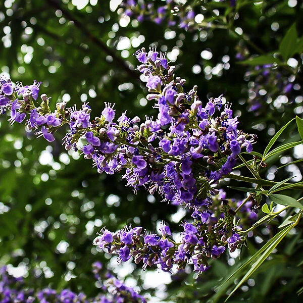 Shoal Creek Chaste Tree 2 Shoal Creek Chaste Tree - Image 2