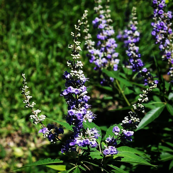 Shoal Creek Chaste Tree 1 Shoal Creek Chaste Tree