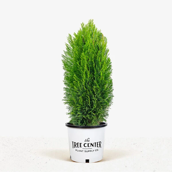 Shorty Compact Leyland Cypress 2 Shorty Compact Leyland Cypress - Image 2