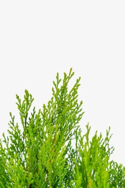 Shorty Compact Leyland Cypress 9 Shorty Compact Leyland Cypress -The Tree Center Shorty Compact Leyland Cypress 5G 02 copy 600x900 1