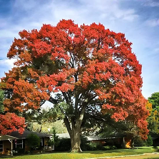 Shumard Red Oak Tree 3 Shumard Red Oak Tree - Image 3
