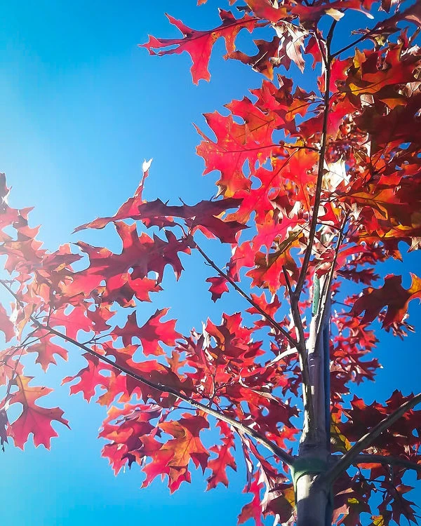 Shumard Red Oak Tree 1 Shumard Red Oak Tree