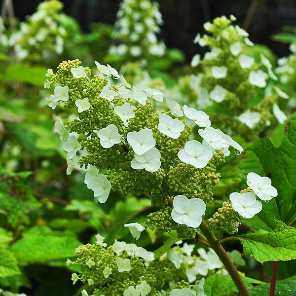Sike's Dwarf Oakleaf Hydrangea 1 Sike's Dwarf Oakleaf Hydrangea