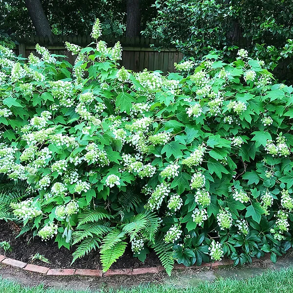 Sike's Dwarf Oakleaf Hydrangea 2 Sike's Dwarf Oakleaf Hydrangea - Image 2