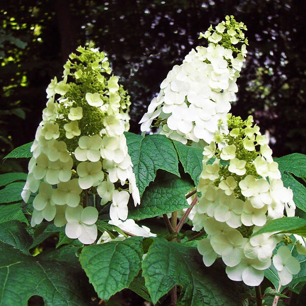 Sike's Dwarf Oakleaf Hydrangea 4 Sike's Dwarf Oakleaf Hydrangea - Image 4