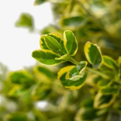 Silver Queen Euonymus -The Tree Center Silver Queen Euonymus 5G 04 scaled e1695310686433 600x600 1