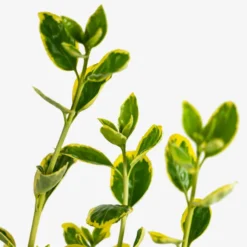 Silver Queen Euonymus -The Tree Center Silver Queen Euonymus 5G 05 scaled e1695310664470 600x600 1