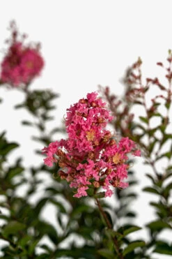 Sioux Crape Myrtle -The Tree Center Sioux Crape Myrtle 5G 03 600x900 1