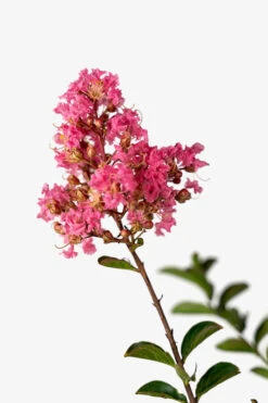 Sioux Crape Myrtle -The Tree Center Sioux Crape Myrtle 5G 04 600x900 1