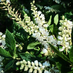 Sixteen Candles Summersweet 5 Sixteen Candles Summersweet -The Tree Center Sixteen Candles Summersweet 1 copy 600x600 1