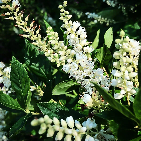 Sixteen Candles Summersweet 3 Sixteen Candles Summersweet - Image 3