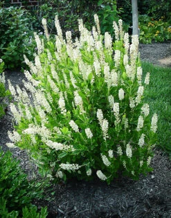 Sixteen Candles Summersweet