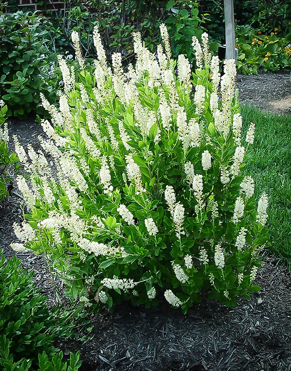 Sixteen Candles Summersweet 1 Sixteen Candles Summersweet