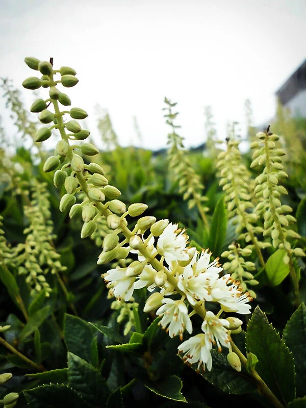 Sixteen Candles Summersweet 2 Sixteen Candles Summersweet - Image 2