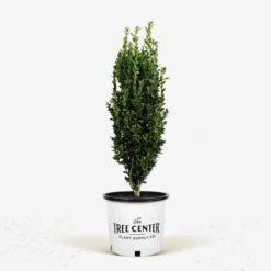 Sky Pencil Holly -The Tree Center Sky Pencil Holly 3G 01 600x600 1