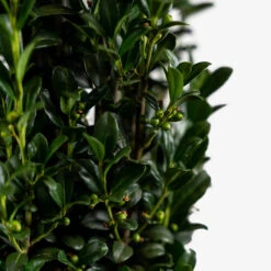 Sky Pencil Holly -The Tree Center Sky Pencil Holly 3G 03 copy 600x600 1