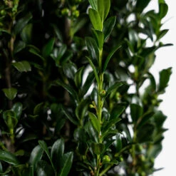 Sky Pencil Holly -The Tree Center Sky Pencil Holly 3G 05 copy 600x600 1